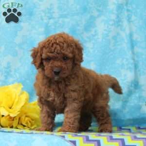 Teddy, Cavapoo Puppy